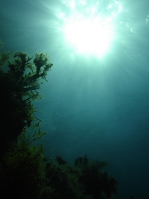 Die Sonne unter Malta